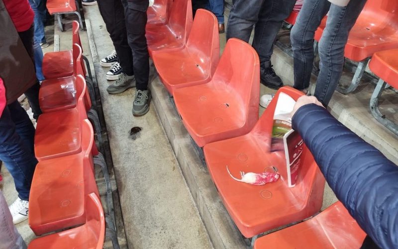 📸  Clamoroso in Belgio: tifosi dello Charleroi lanciano dei topi verso quelli avversari 😱