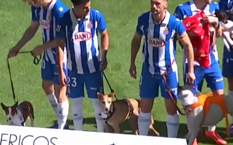 🎥Bel gesto pre-Espanyol-Maiorca. Calciatori in campo coi cani, motivo 🥹