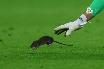 🐭 Clamoroso in Galles-Belgio: invasione di campo di un… topo! 📸